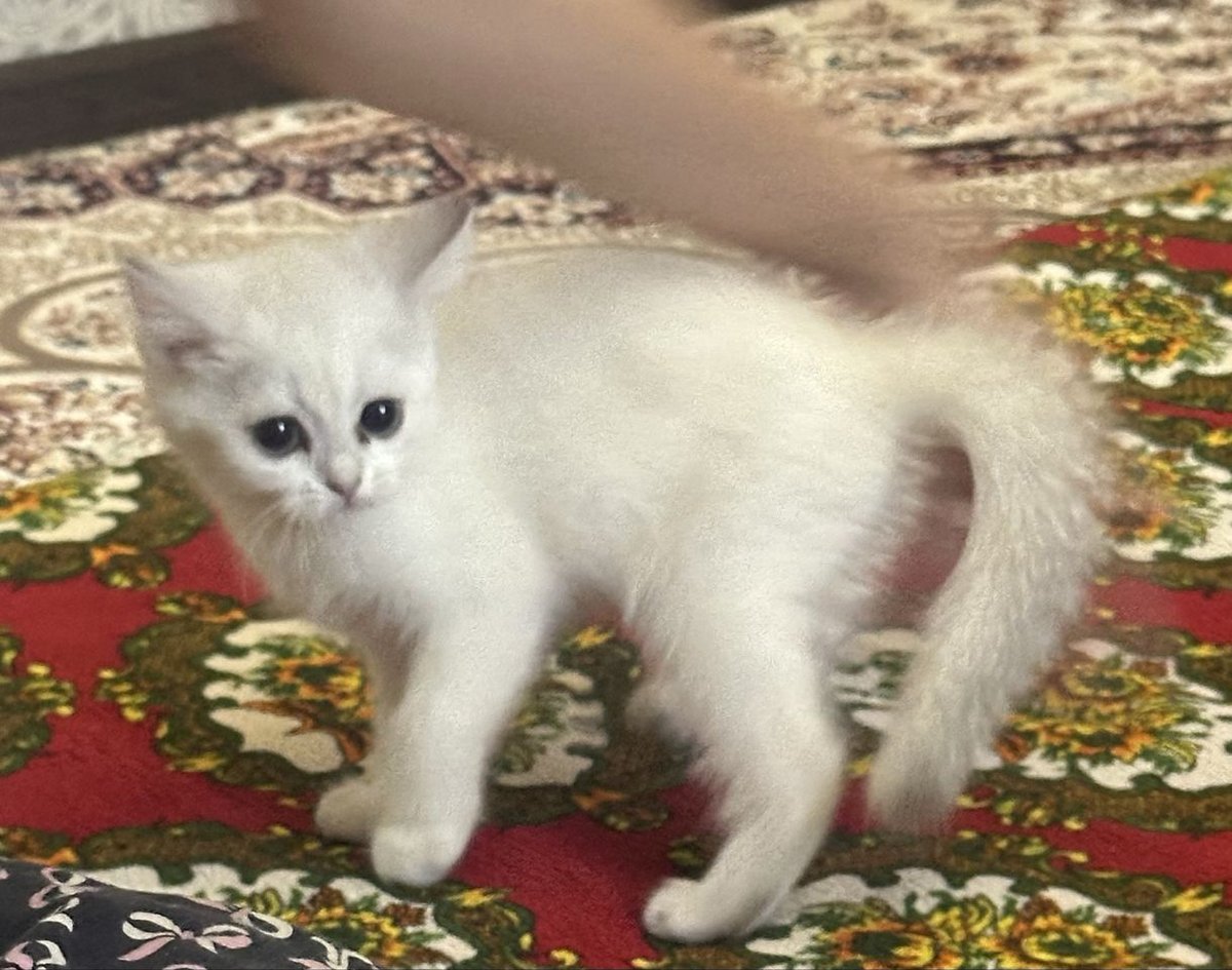 400 000 сум