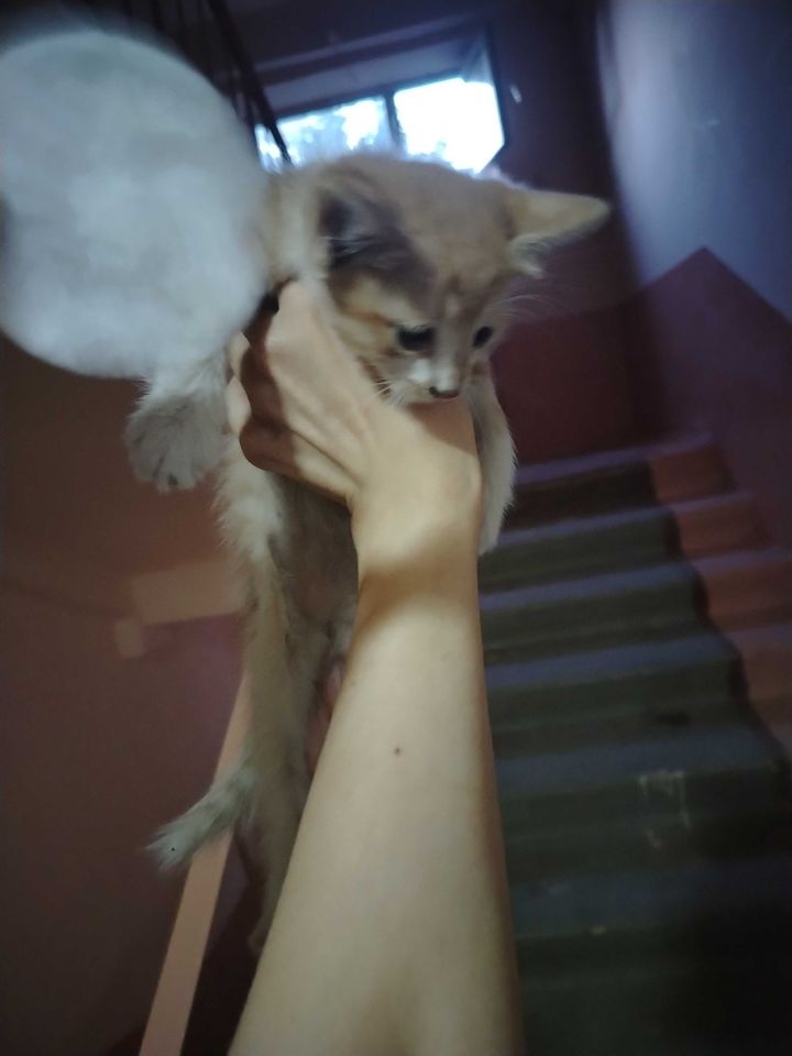 Free
