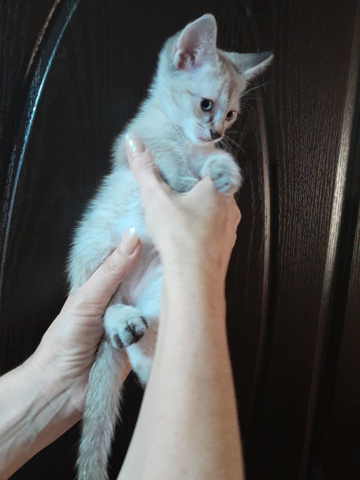 250 000 сум