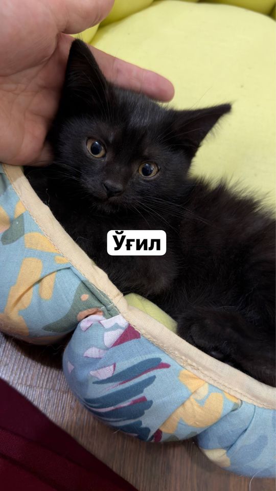 Бесплатно