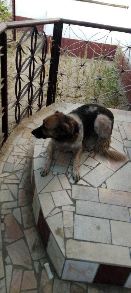 Free