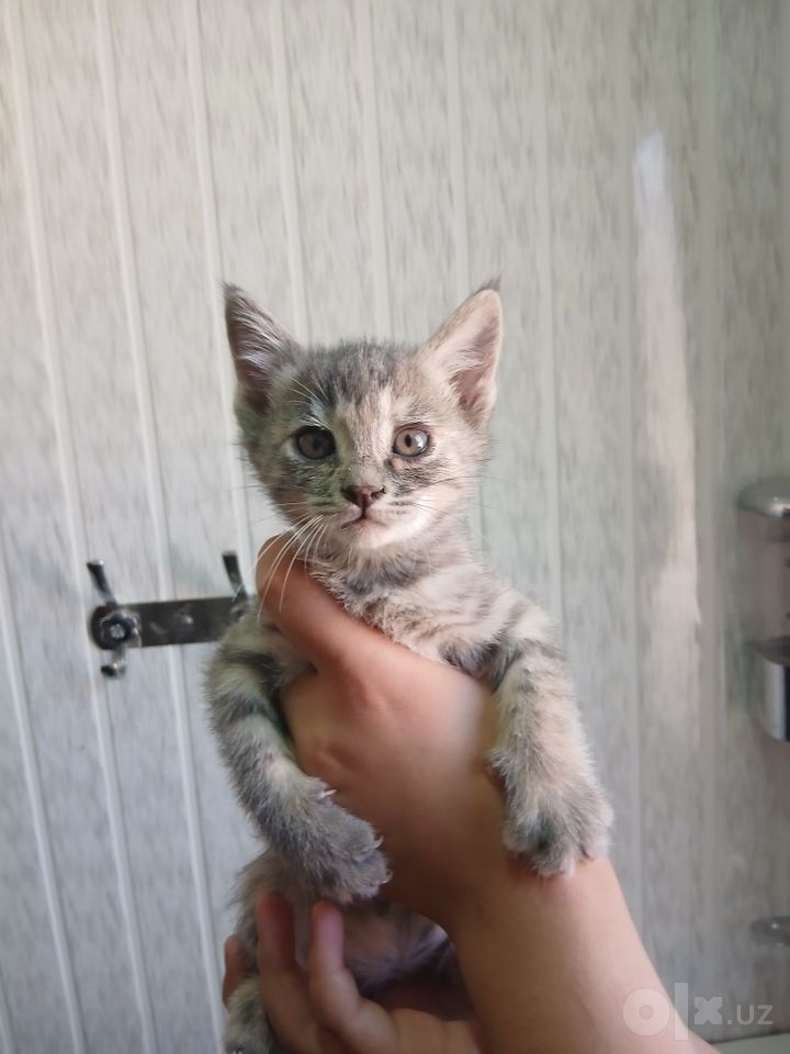 Бесплатно