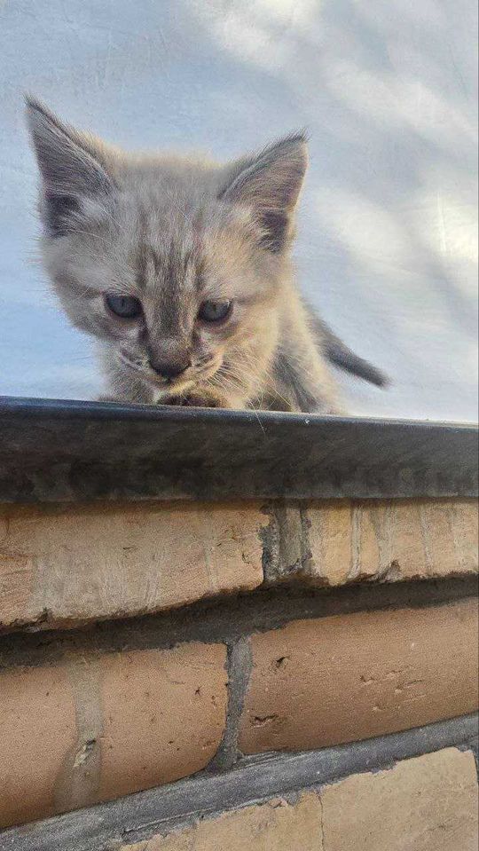 Бесплатно