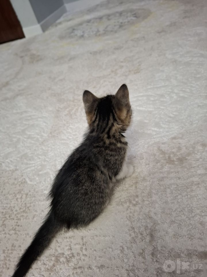 Бесплатно