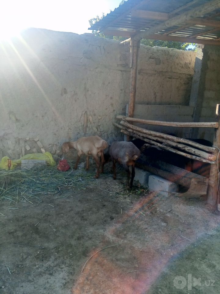 7 800 000 UZS