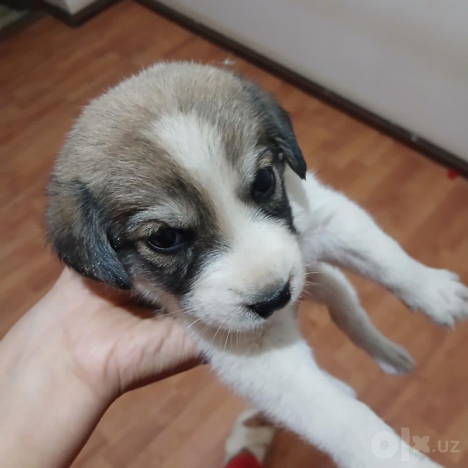 Бесплатно