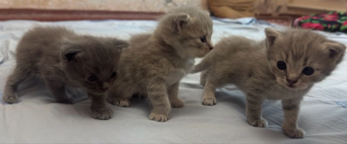 450 000 сум