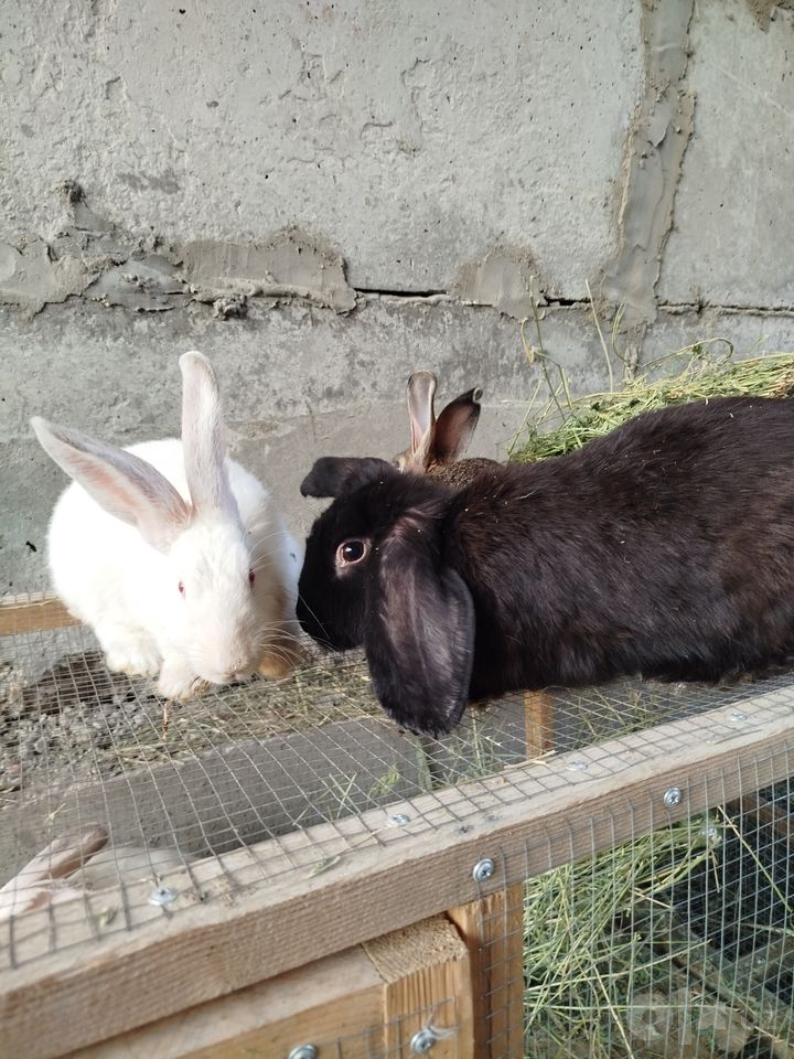 600 000 UZS