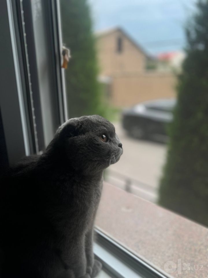450 000 сум