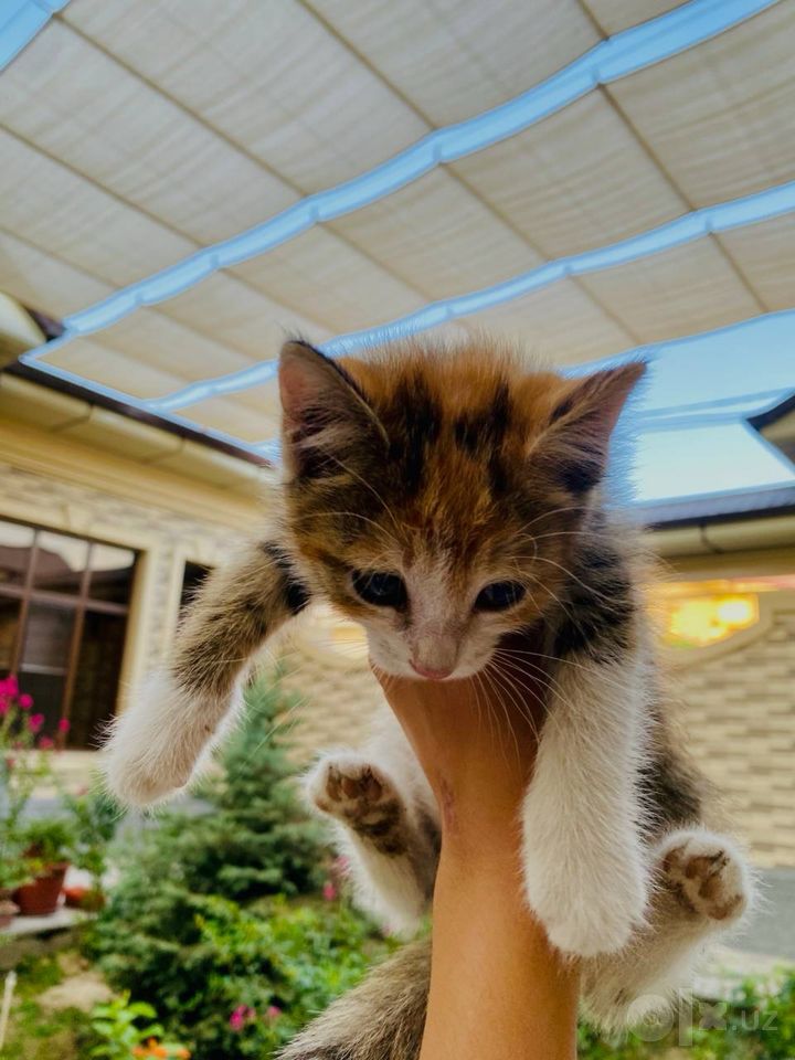 Free