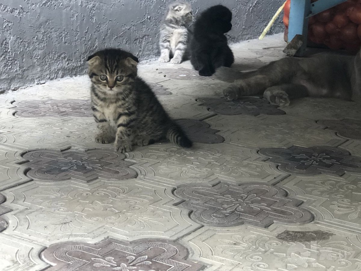 800 000 сум