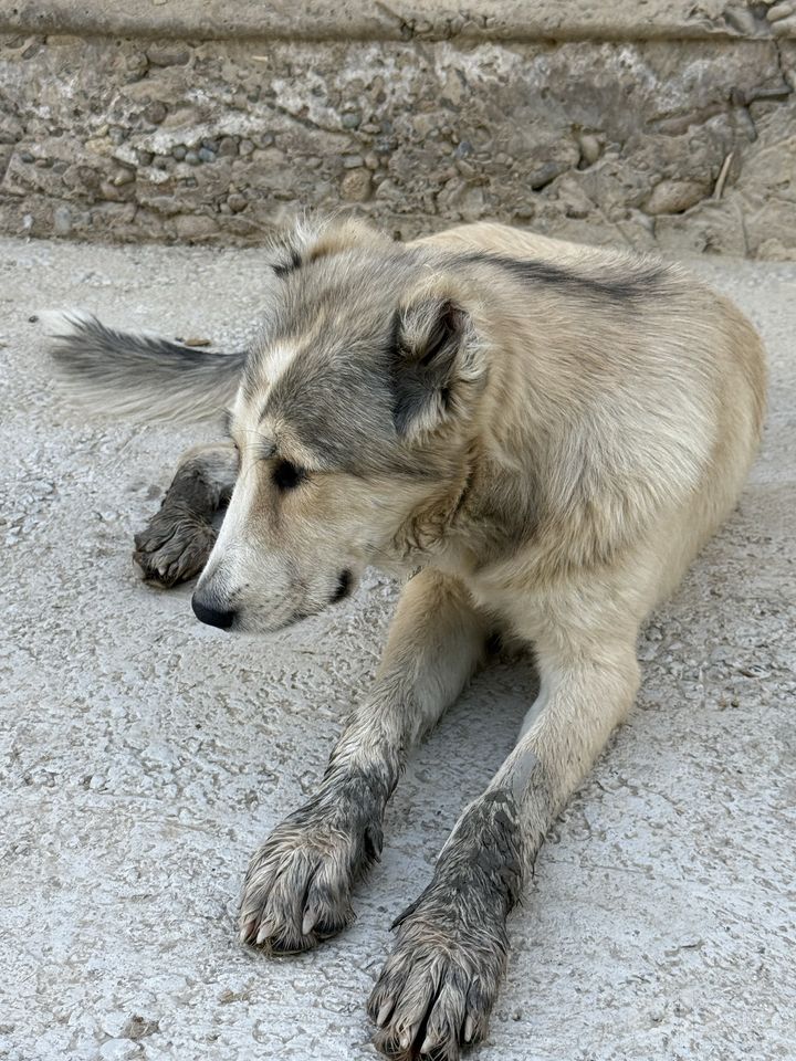 Бесплатно