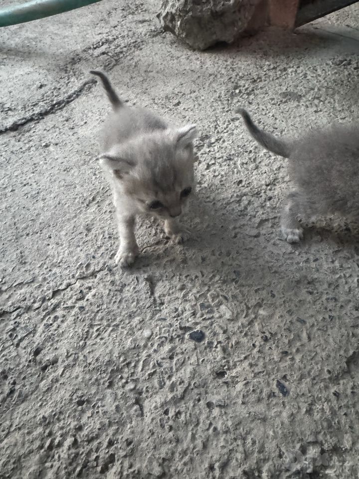 300 000 UZS