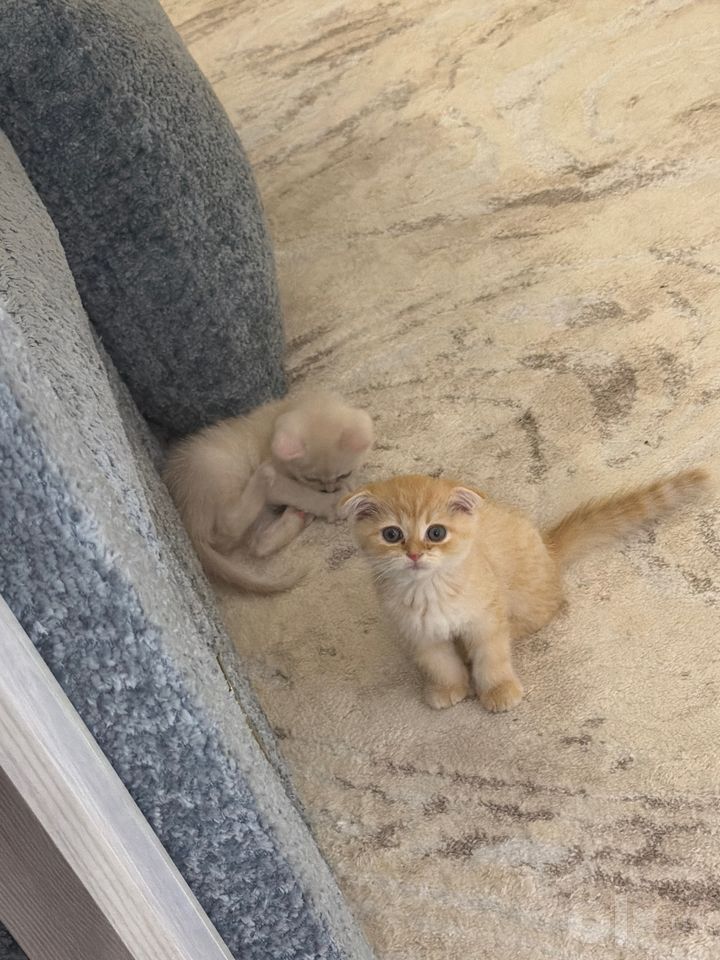 700 000 сум