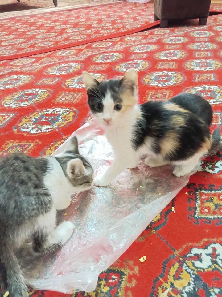 Бесплатно