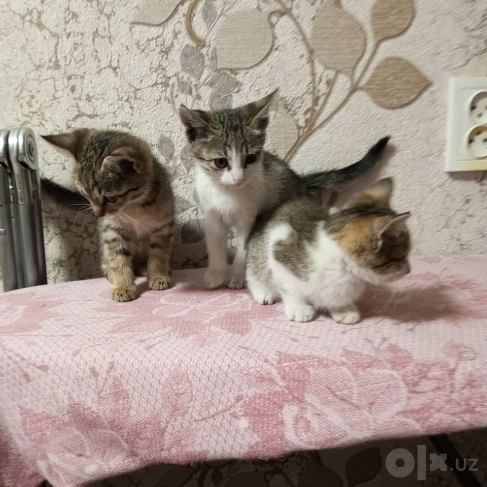 Бесплатно