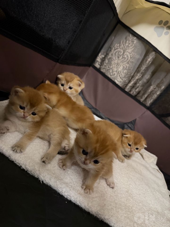 250 USD
