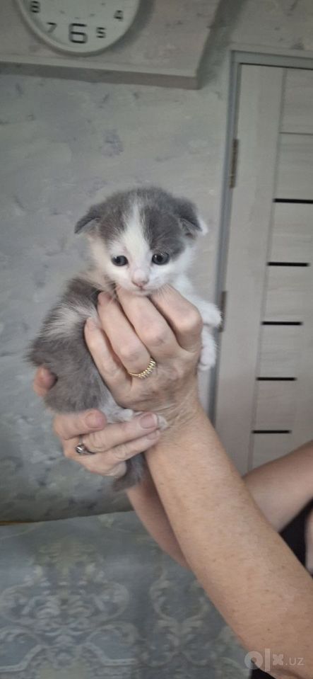 800 000 сум