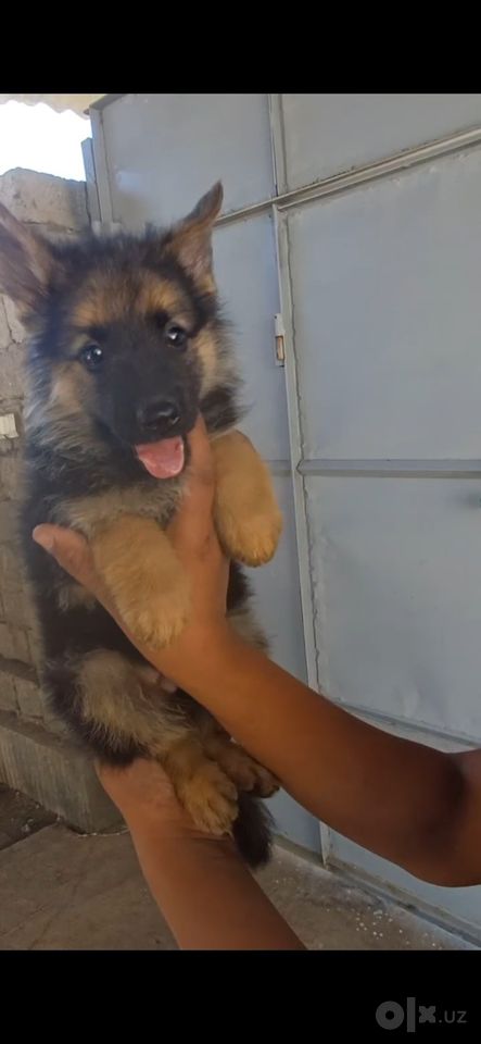 1 500 000 сум