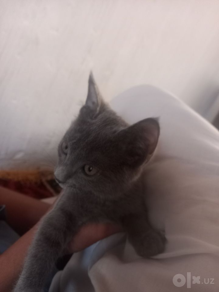 500 000 сум
