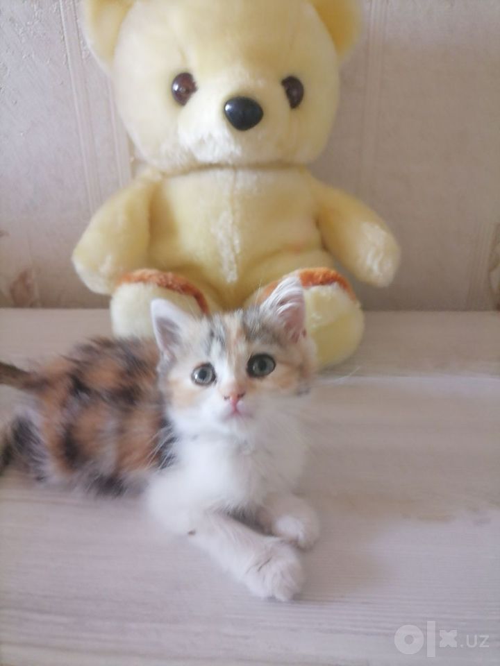 500 000 UZS