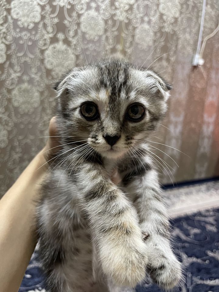 500 000 сум