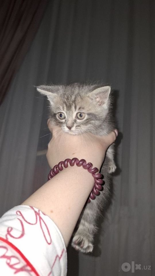 800 000 сум