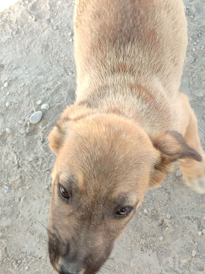 10 000 сум
