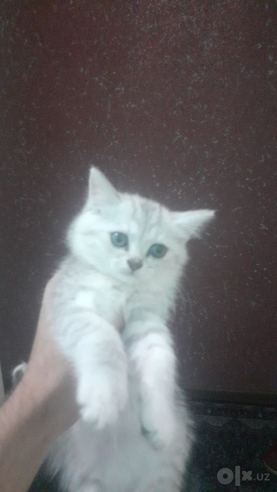 1 300 000 UZS