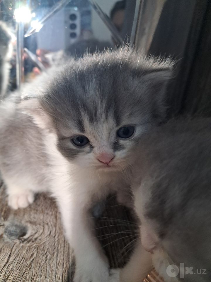 850 000 сум