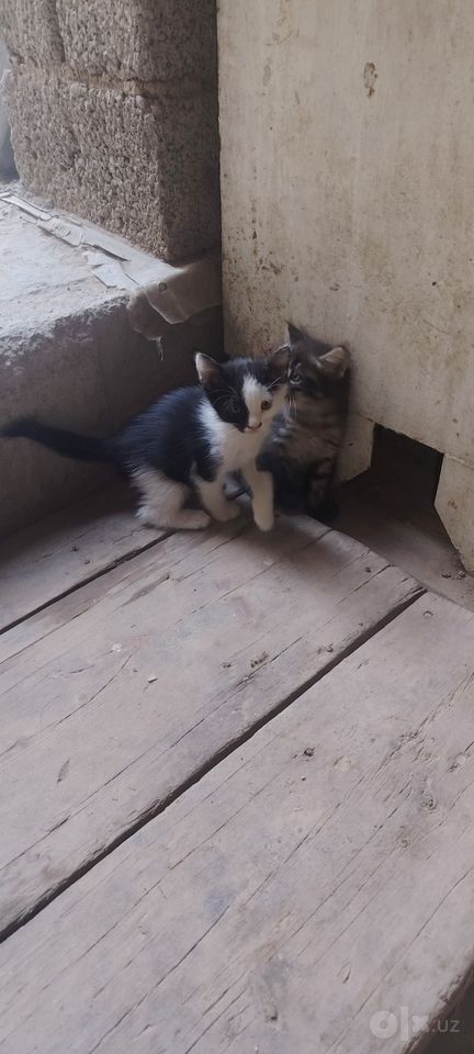 Бесплатно