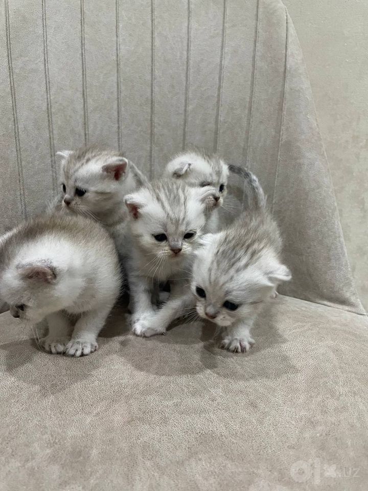 1 200 000 сум