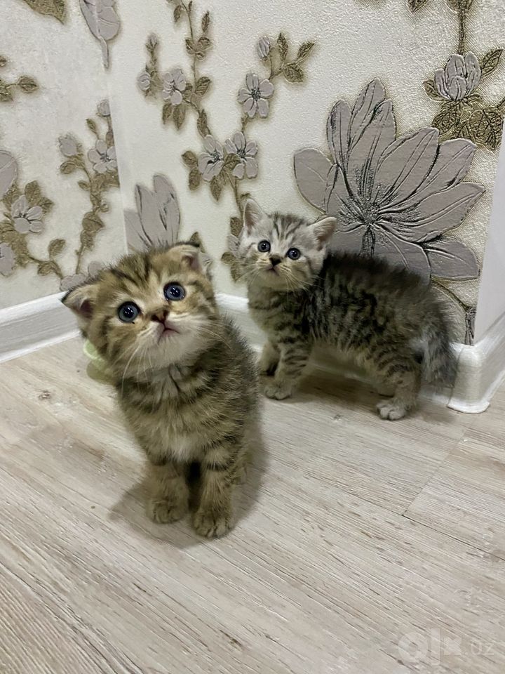 600 000 сум