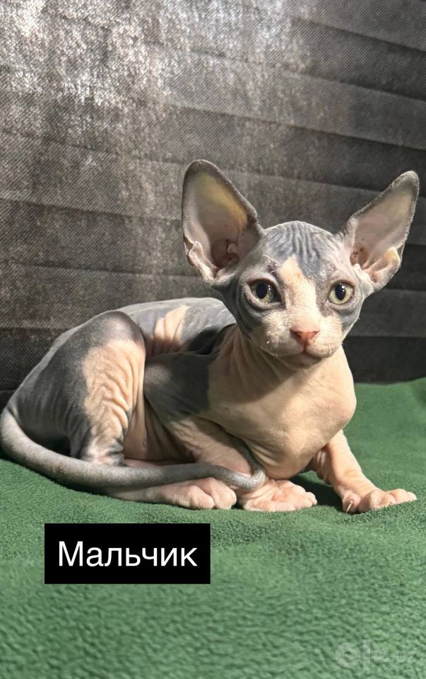 150 USD