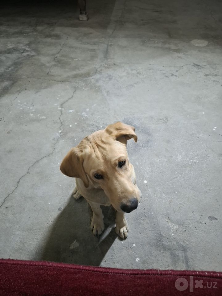 800 000 сум