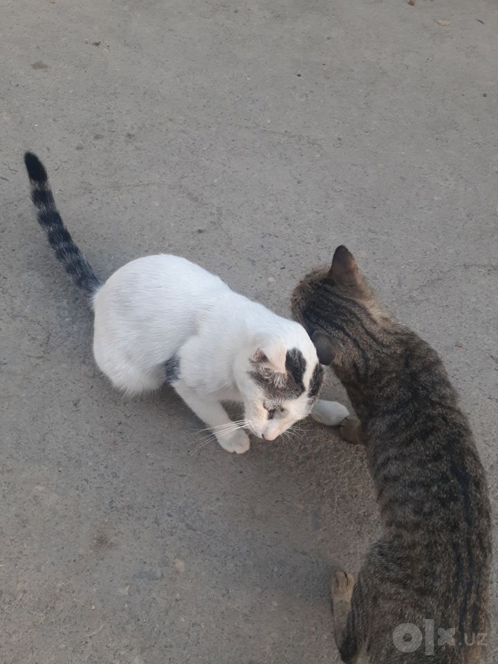 Бесплатно