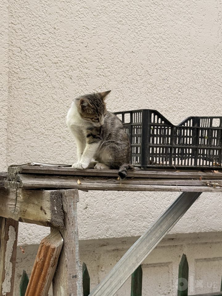 Бесплатно