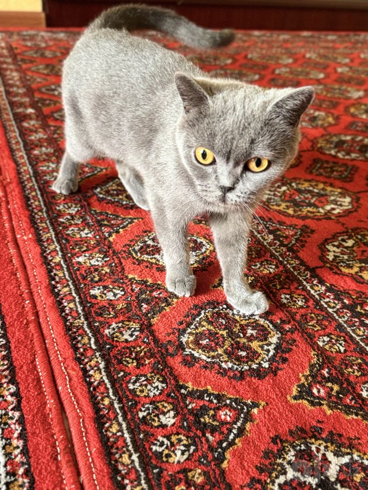 800 000 сум