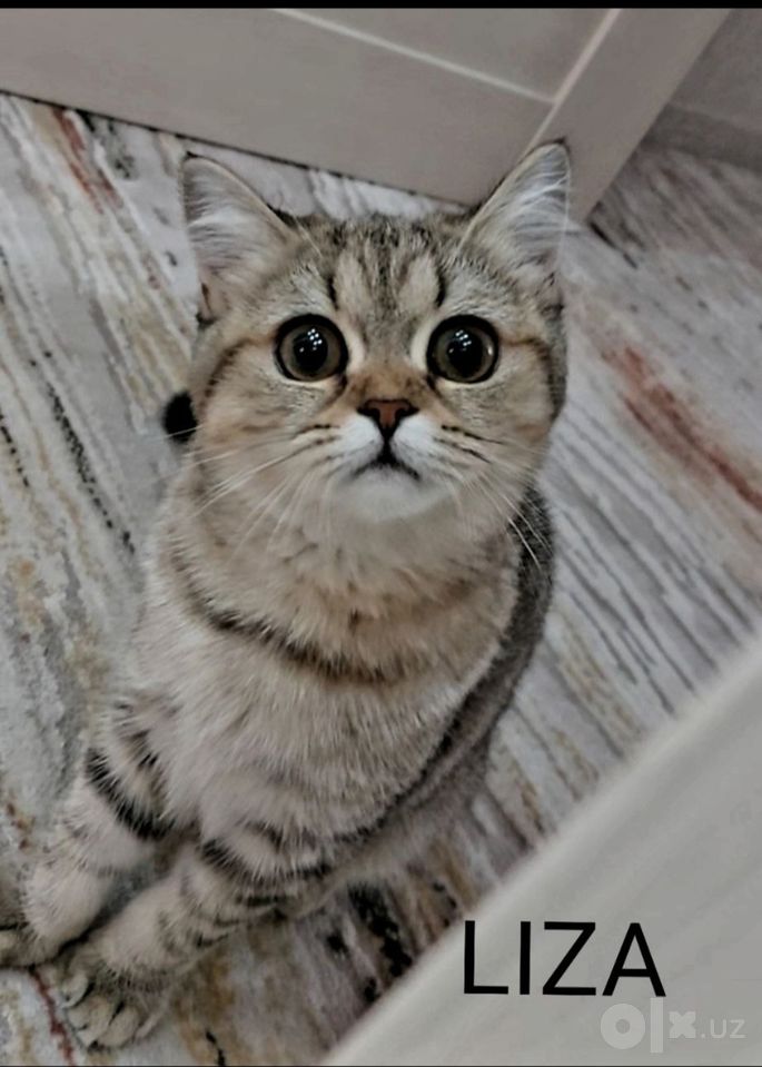 1 200 000 сум