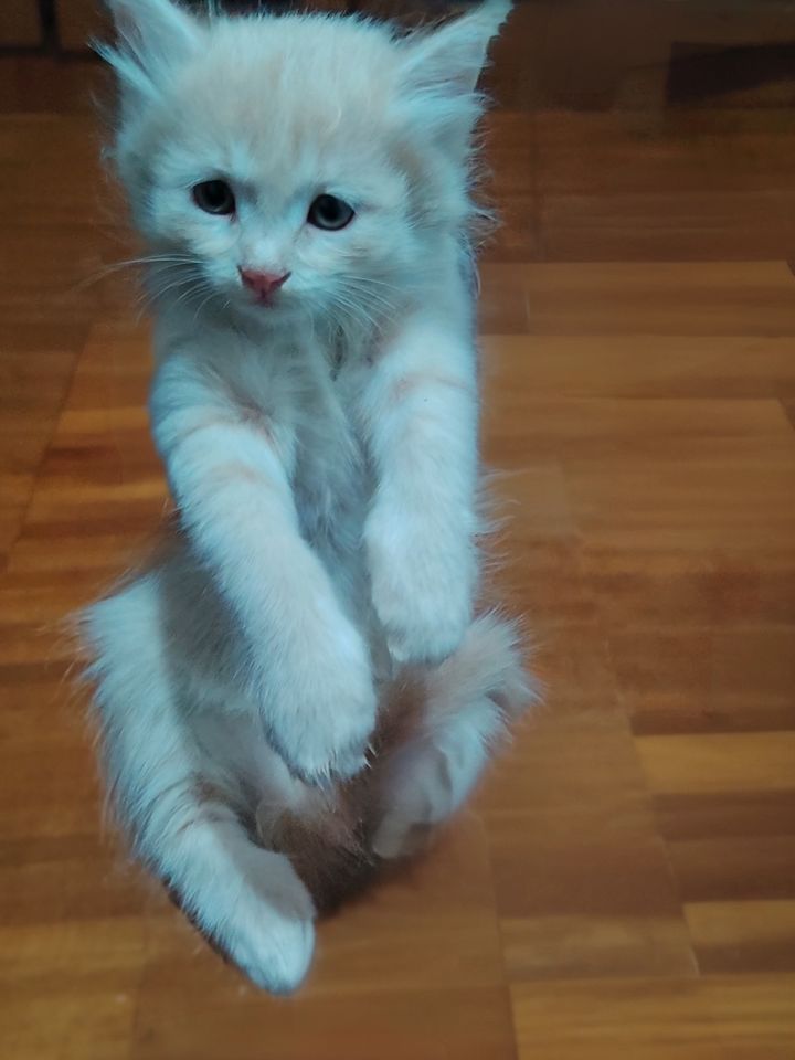 Бесплатно