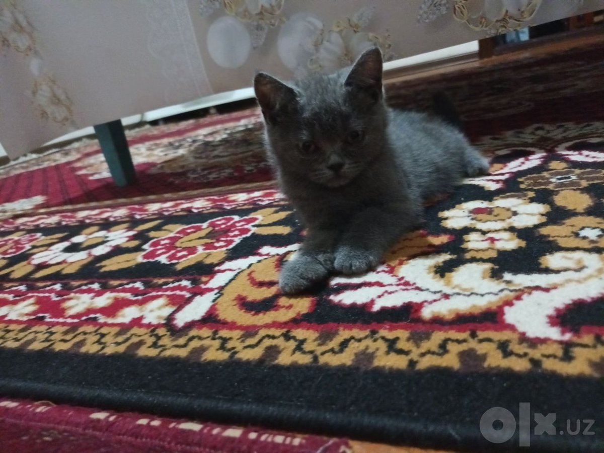 1 265 000 сум
