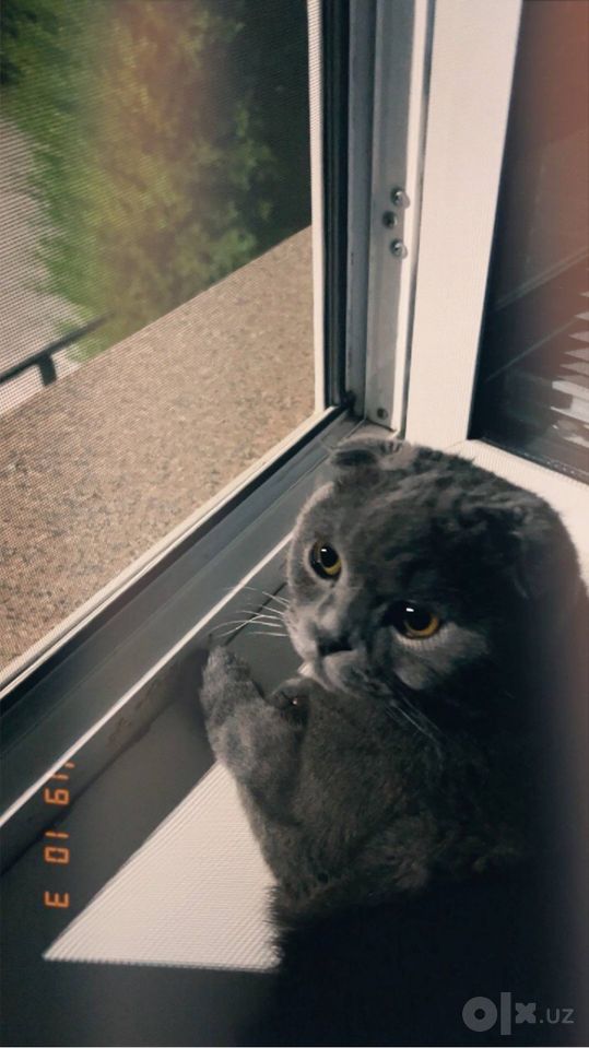 450 000 сум
