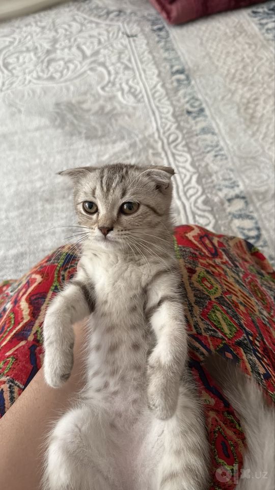 450 000 сум