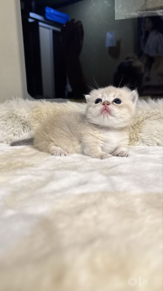 1 200 USD