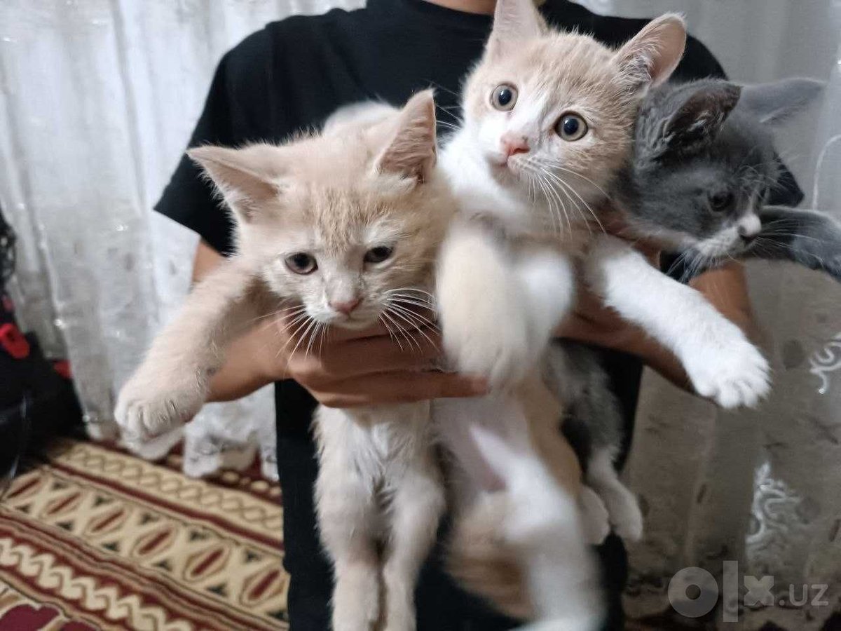 300 000 сум