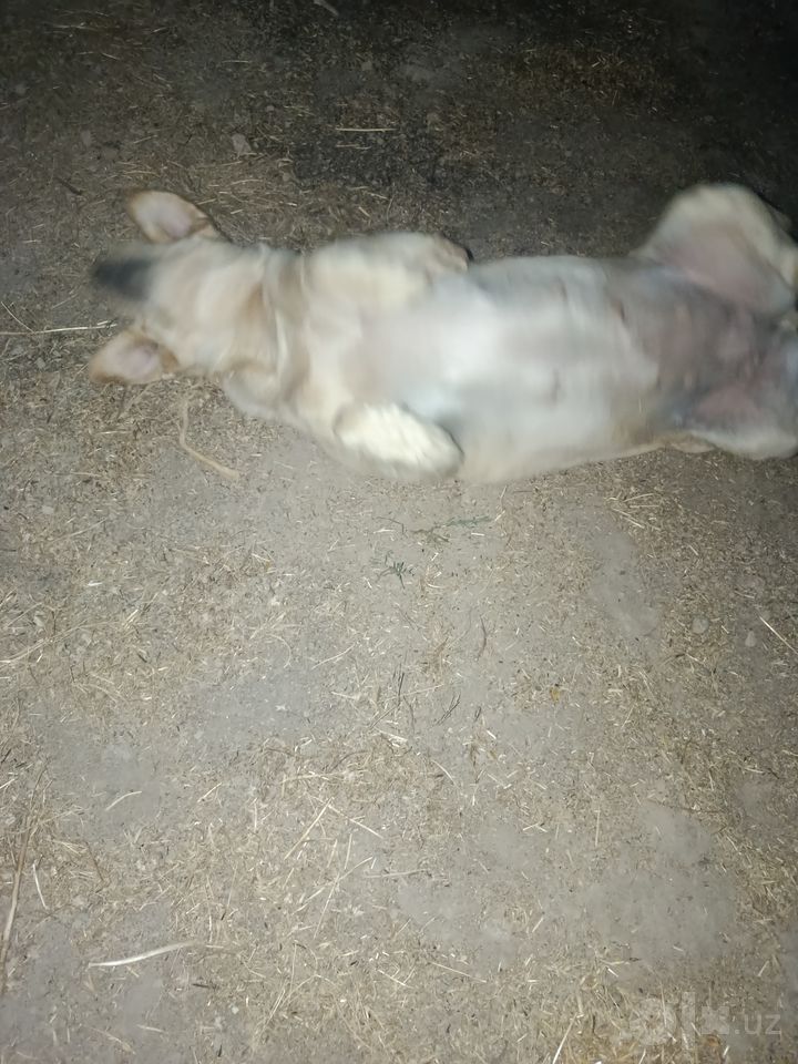 Free