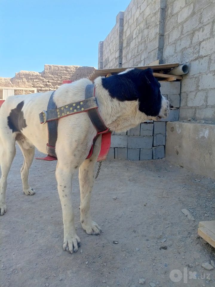 250 USD
