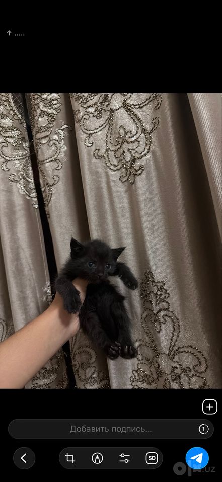 500 000 сум