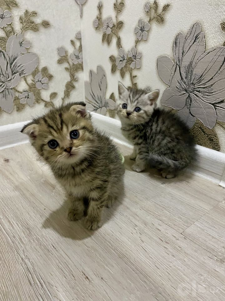 600 000 сум