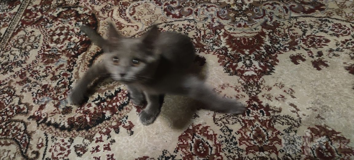 200 000 сум